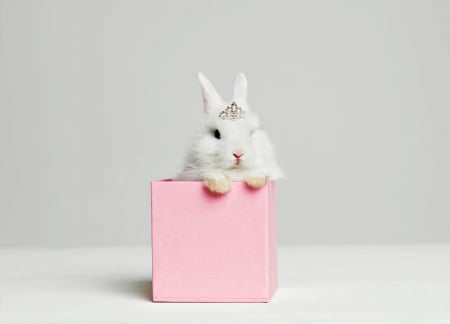 Bunny gift - rabbit, tiara, pink, bunny, iepure, sweet, easter, white, valentine, cute, princess, box, gift