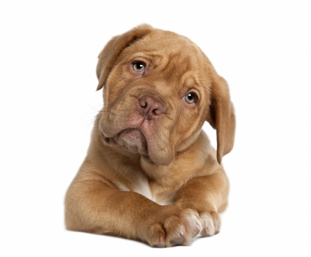 Puppy - white, animal, dogue de bordeaux, cute, dog, caine, puppy, card