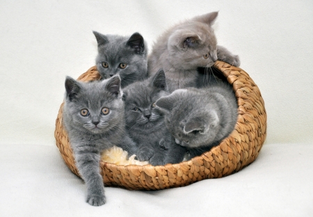 Kittens - cat, kittens, feline, basket, pisica, kitten, white, grey, cute