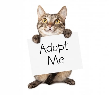 Adopt me - white, animal, pisica, funny, card, cat