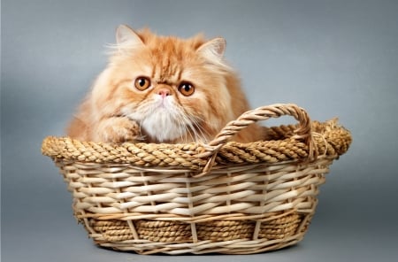 Cat - cat, orange, animal, basket, pisica, ginger