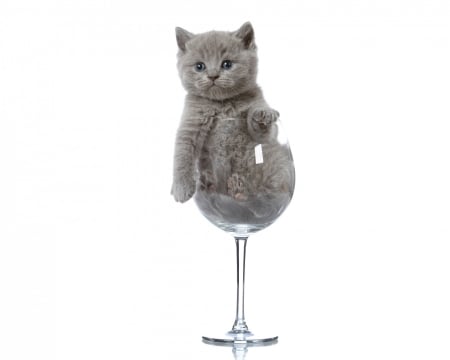 One glass of kitten - cat, pisica, grey, white, animal, funny, cute, card, glass