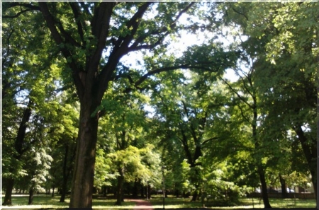 park 3 - nature, trees, leaf tree, green, grasses