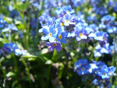 beautiful forget me not - blue beautiful, nature, blue, beautiful, garden, forget me not, lovely, flower