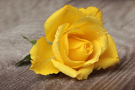 Yellow rose - drop, yellow, rose, flower