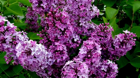 purple lilacs forever - flowers, nature, purple, garden, spring, lilacs