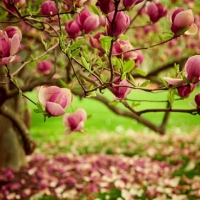 pink Magnolia tree