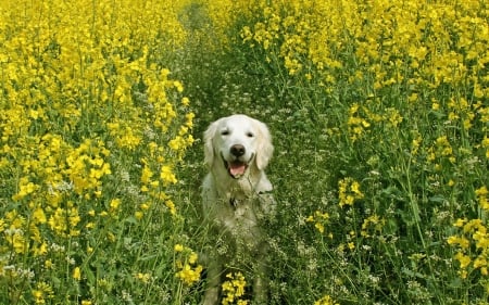 Canola flower and dog - caine, cel, mai, frumos