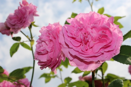 Pink Roses Blossom - roses, pink, petals, flowers, blossom, nature