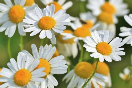 Chamomile - flowers, nature, yellow, beautiful, Chamomile, meadow flowers, healty