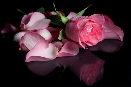 Pink rose - day, mother, valentine, black, rose, pink, petals, card, flower