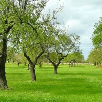 Olive Trees