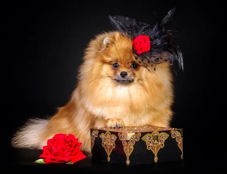 Puppy - caine, puppy, spitz, dog, red, animal, black, flower