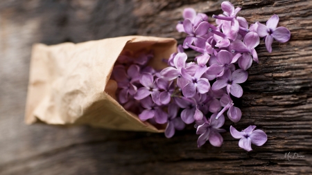 Bag of Blooms - wood, lilacs, fragrant, summer, paper bag, flowers, spring