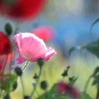 One Pink Poppy