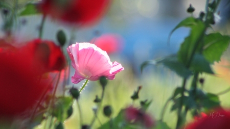 One Pink Poppy - poppies, summer, spring, field, wild flowers