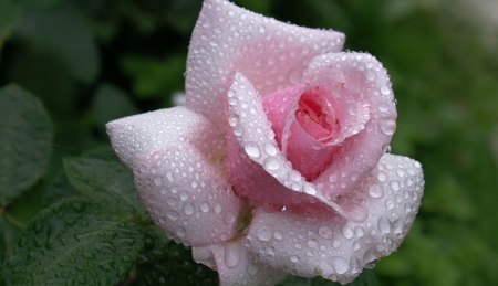 Pink Rose - garden, flower, pink, rose