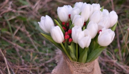 White Tulips - beautiful, white, tulip, flower