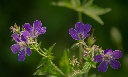 Wild purple flowers - flower, nature, purple, wild