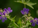 Wild purple flowers