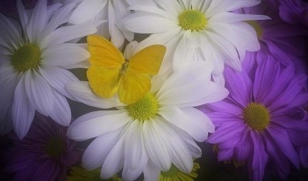 To My Dear Welcha - white, purple, butterfly, flowers