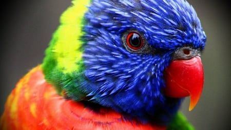 Parrot - bird, colorful, fauna, animal, Parrot