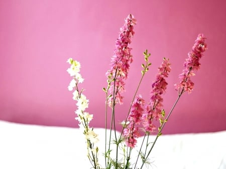 Pretty Flowers - white, flowers, pretty, pink