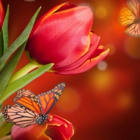 Butterflies and Red Tulips