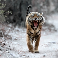 Wild Bengal Tiger
