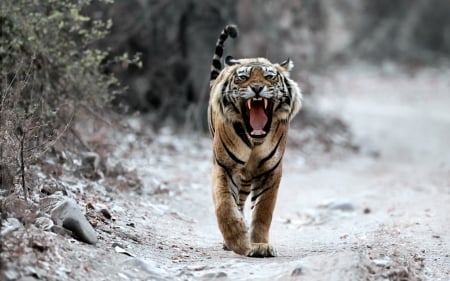 Wild Bengal Tiger - bengal, fangs, tiger, animals