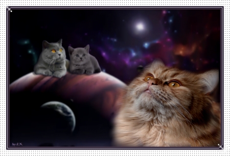 Planet of cats - sky, cats, planets, stars