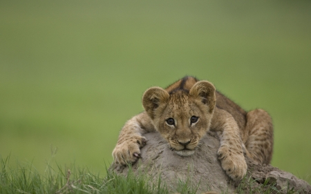 Lion Cub - cub, lion, african, fauna, baby, animal, green, rock, grass