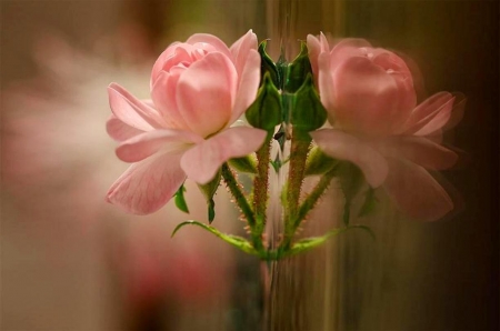 Mirror - tenderness, beautiful, fragrance, beauty, colors, delicacy, petals, pink, flowers, elegance, nature, mirror, soft, rose