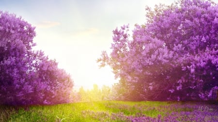 Lovely Lilac Morning - flowers, sunrays, sunrise, fragrant, lilacs, field, light