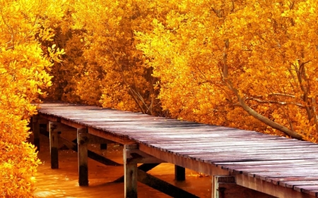 Autumn Yellow Trees - pier, forest, trees, branch