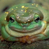 Magnificent tree frog in Drysdale River National Park Australia