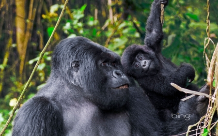 Male Silverback from Kwitonda Group with younger gorilla in Volcanoes National Park Rwanda - Younger, from, With, Silverback, Kwitonda, Gorilla, Park, National, In, Group, Male