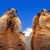 Marmota marmota in Grossglockner Austria