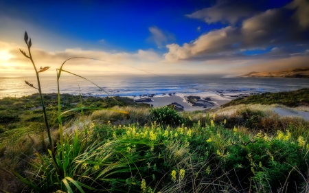 Coastal view - clouds, summer, coast, beautiful, sea, wildflowers, shore, view, sky