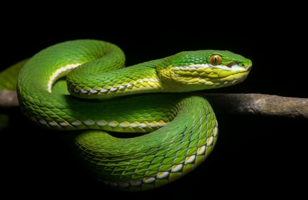 Snake - snake, animal, green, tree, reptile