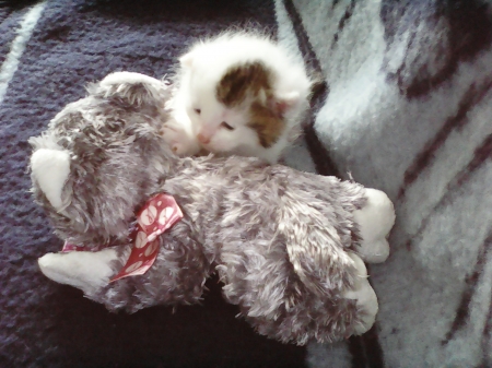 cute kitten - cute, kitten, newborn, gray