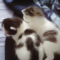 kittens