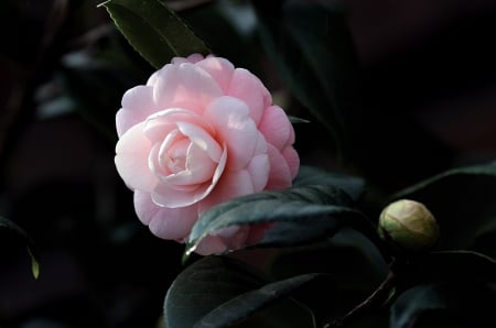 Rose - rose, flower, nature, flora