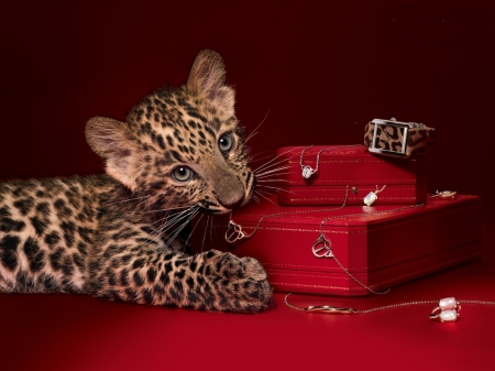 Leopard cub - leopard, animal, pisica, cub, red, cute, jewel, cat