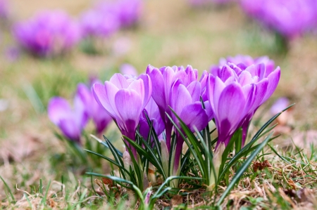 Crocuses - flower, pink, spring, crocus, green