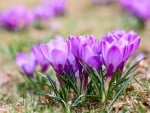 Crocuses