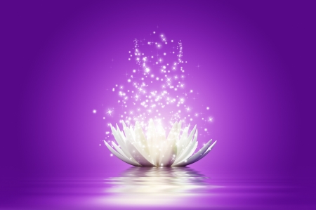 White lotus - lotus, white, purple, water lily, magical, reflection, pink, luminos