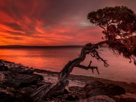 Glowing Sunset - rocks, glow, sky, clouds, trees, sunset, sea, nature, tide