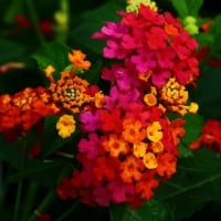 Multiple Color Flowers