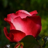 Red Rose Blossom